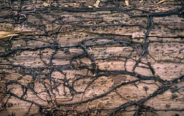 Rhizomorphs or "shoe strings" of Armillaria sp.  (USFS photo)