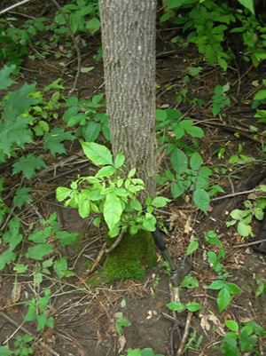 Ash decline with basal sprouts, Dover Foxcroft, Maine Photo: Maine Forest Service
