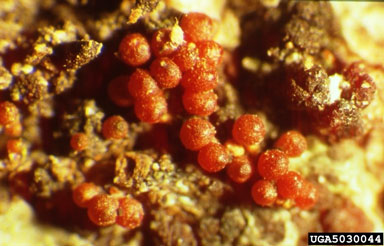 Small red perithecia, measuring less than a millimeter wide, are the spore-producing structures of the causal fungus.