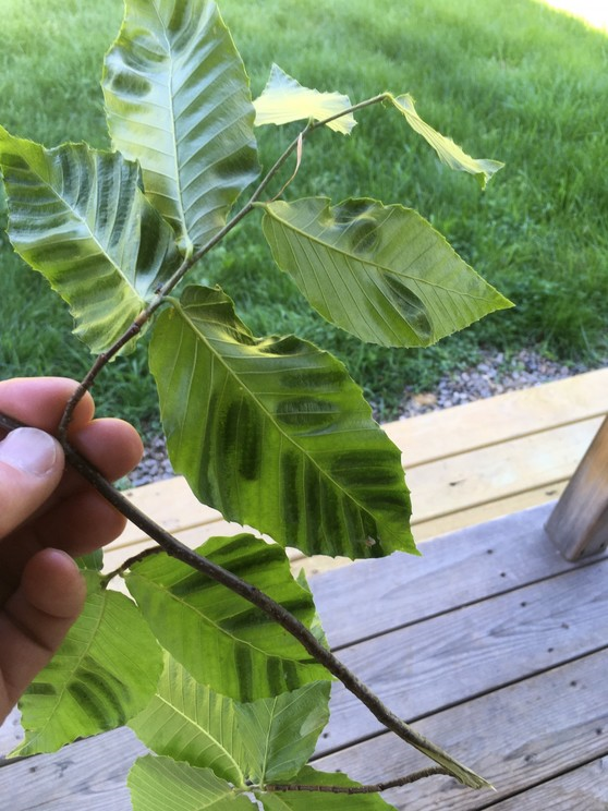 close up of branch with beech leaf disease