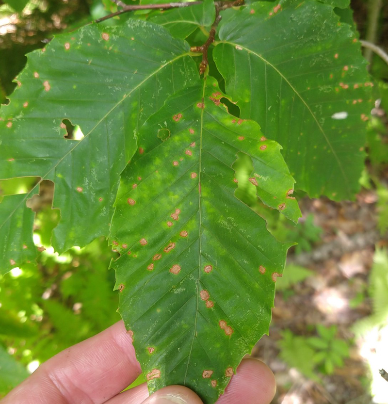 a close up picture of Beech anthracnose - a lookalike for beech leaf disease