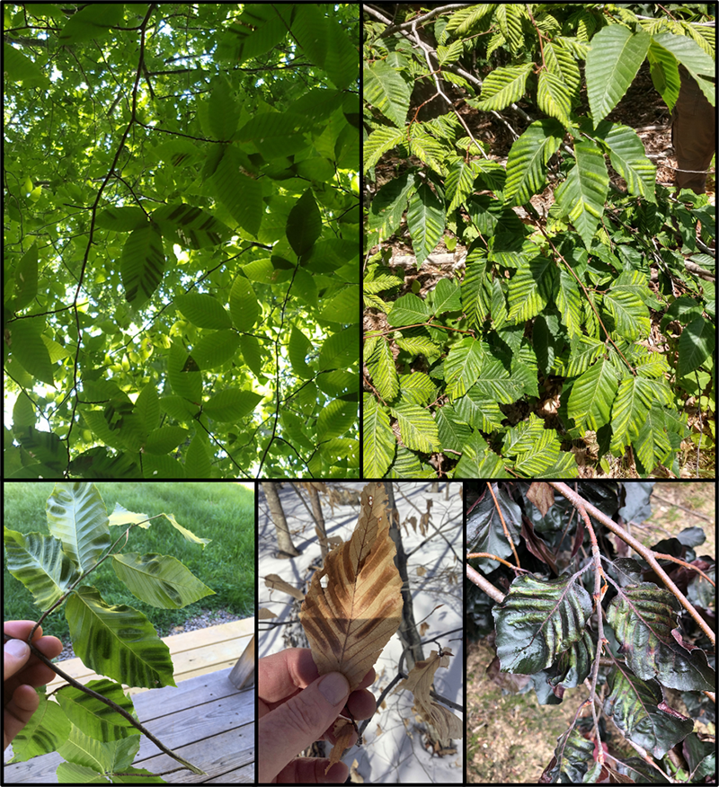 a collection of images show beech leaf disease