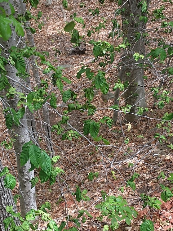 tree with beech leaf disease