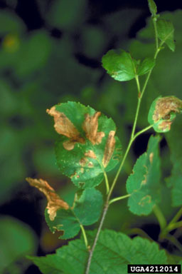 birch leafminer, Fenusa pusilla  (Hymenoptera: Tenthredinidae)