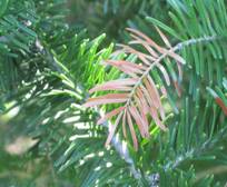 Branch dieback of balsam fir, Acton, Maine. Photos: Maine Forest Service.