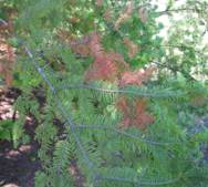 Branch dieback of balsam fir, Acton. Photos: Maine Forest Service.
