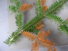 Branch dieback of balsam fir, Acton. Photos: Maine Forest Service.