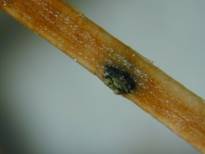 Brown spot fruiting bodies from white pine collected in Waterbury, Vermont. Photos: USDA Forest Service, Northeastern Area, State and Private Forestry, Durham, NH.