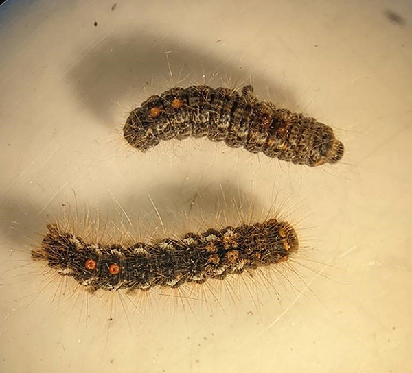 Comparison of 3rd (Top) and 4th (Bottom) instar caterpillars, note the white tufts on each side of the body segments and the more abundant hairs.