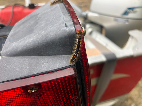 Don't bring browntail moths home with you- check trailers and vehicles for any caterpillars hitching a ride.