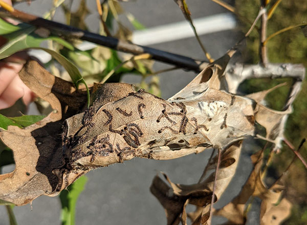 Nearly constructed winter web with dead caterpillars, Augusta Maine