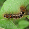 Browntail Moth larva