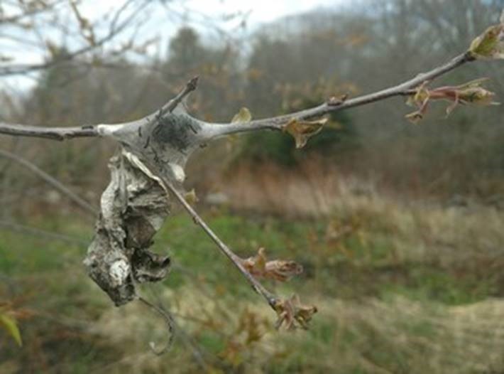 Browntail moth winter web next to eastern tent caterpillar web. MFS.