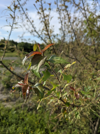 A flush of new leaves from a defoliated host tree in Liberty Maine.