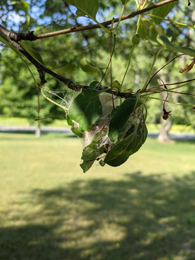 Pupal cocoon on crabapple, Cumberland ME.
