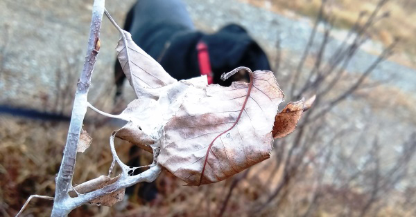 Winter browntail moth nest