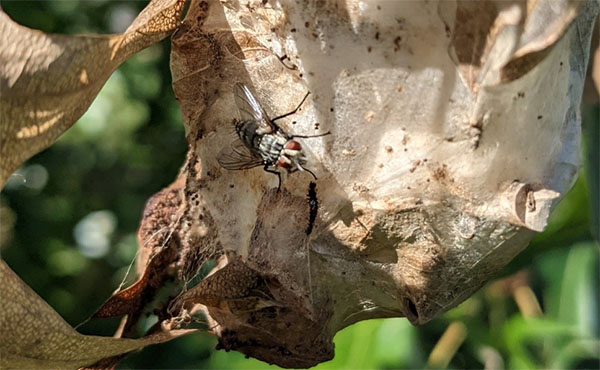 Tachinid fly on browntail moth winter web. Augusta, Maine.