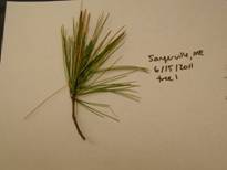 White pine from Sangerville, Maine with Canavirgella fruiting bodies and ascospores. Photos: USDA Forest Service, Northeastern Area, State and Private Forestry, Durham, NH.