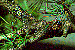 European Larch Canker