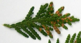 Cedar leaf blight.  Photo Maine Forest Service