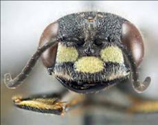 Facial markings of female Cerceris