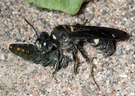 Female Cerceris with emerald ash borer.