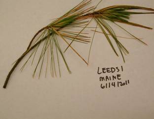 Chlorosis and defoliation on white pine from Leeds, Maine. Photo: USDA Forest Service, Northeastern Area, State and Private Forestry, Durham, NH.