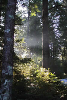 Hemlock in a mixed conifer stand (Photo: Keith Kanoti, Maine Forest Service)