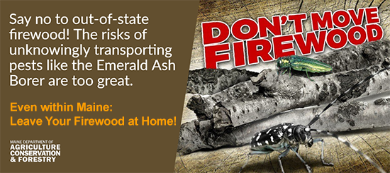 Say no to out-of-state firewood. The risks of unknowingly transporting pests like the Emerald Ash Borer are too great.
