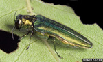 Adult Emerald Ash Borer profile view