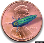 Adult Emerald Ash borer on penny