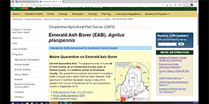 Municipal Emerald Ash Borer Update - December 6, 2021