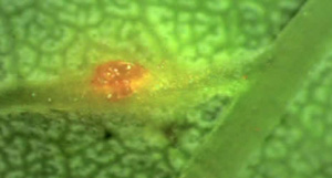A close view of an early ash leaf rust lesion on the leaf vein. Lesions can occur on green stems, petioles, or leaves. 