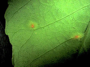 Early infection lesion of ash leaf rust on white ash. The small yellow-orange pustules will develop into aecia and will produce aeciospores, the spore stage that then infects the host marsh grasses. 