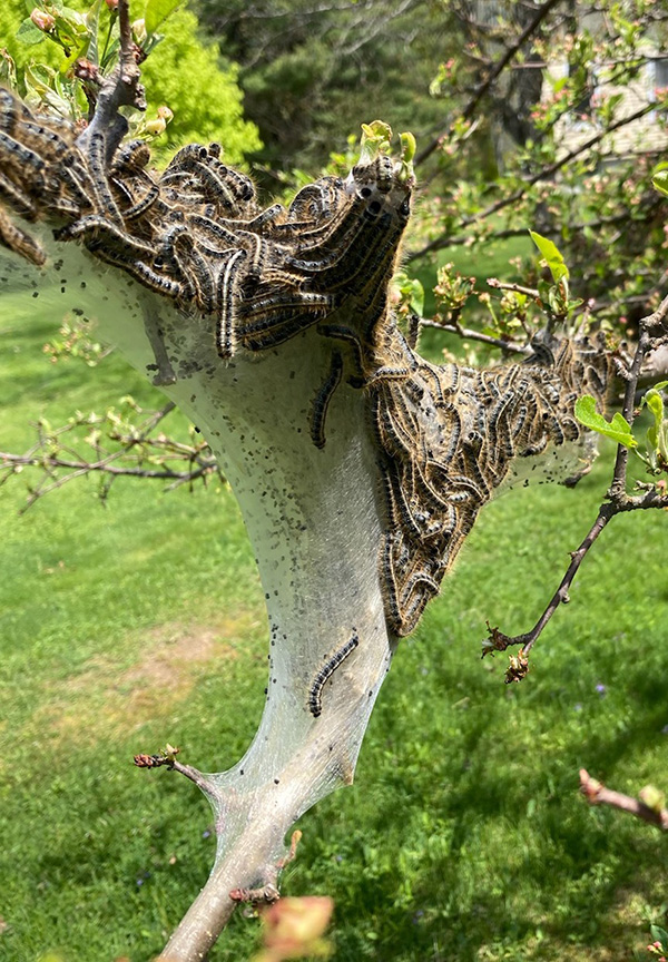 Eastern tent caterpillars basking in the sun in Orono. May 19, 2022. Courtesy Megan Schneider.