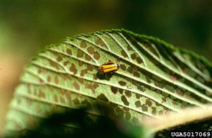 Elm Leaf Beetle Adult and Damage