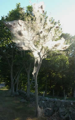 Fall webworm webs engulfing a tree.  Photo:  Maine Forest Service