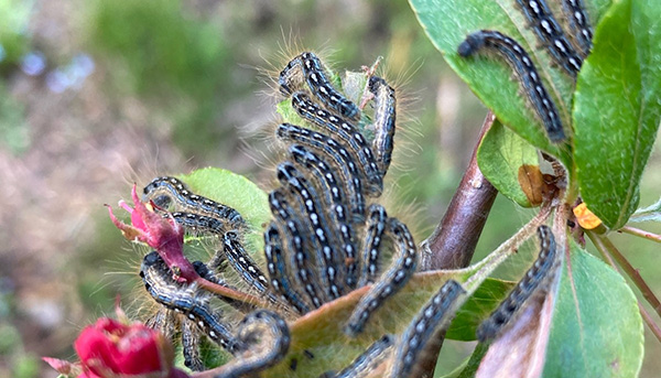 Forest tent caterpillars feeding on foliage in Orono. May 19, 2022. Courtesy Megan Schneider.