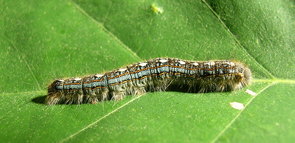 forest tent caterpillar on leaf
