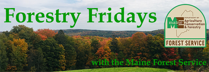 Forestry Friday with the Maine Forest Service