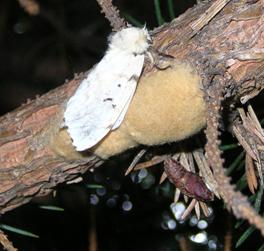 Gypsy moth adult female, egg mass and pupal case.  Photo: Maine Forest Service