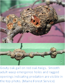 Gouty oak gall on red oak twigs.  Smooth adult wasp emergence holes and ragged openings indicating predation are visible in the top photo. (Maine Forest Service)