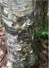 Gypsy moth egg masses on birch and aspen in Orient, ME. (Maine Forest Service)