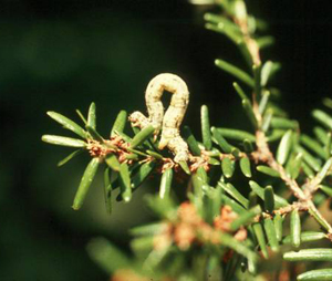 Hemlock Looper Larva