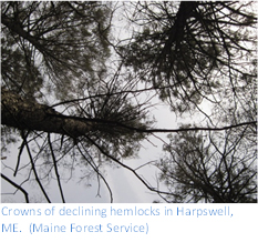 Crowns of declining hemlocks in Harpswell, Maine (Maine Forest Service)