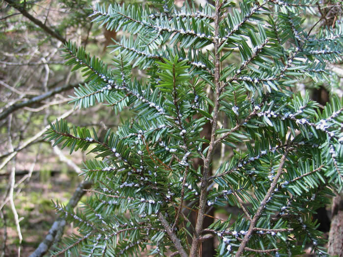 Heavy infestation of hemlock woolly adelgid, Kittery, ME