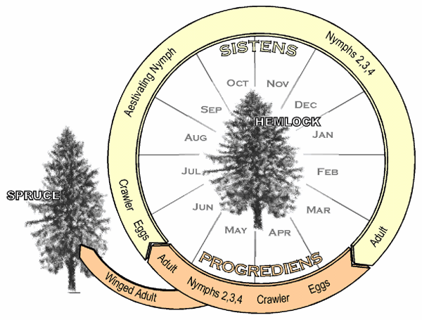 Representation of the HWA Life Cycle.  Image from Cheah et al. 2004 (USFS)