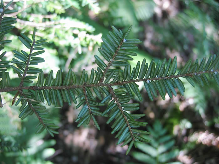 Light infestation of hemlock woolly adelgid, Saco, ME