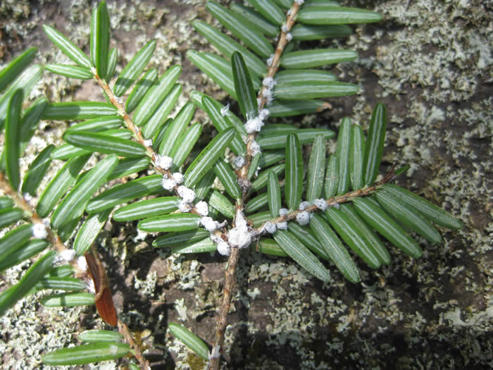 Hemlock woolly adelgid wool on hemlock twig