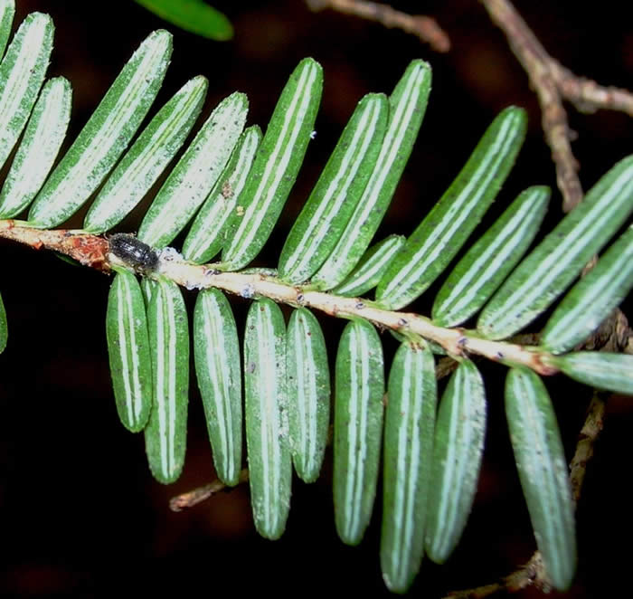 Laricobius nigrinus predator beetle approaching first instar hemlock woolly adelgid nymphs that have just broken aestivation.